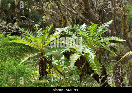 Fleurs sauvages dans le Parc National de Garajonay, La Gomera, Canary Islands. Tiges et feuilles de palmes de laiteron du Ortuno Banque D'Images