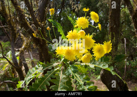 Fleurs sauvages dans le Parc National de Garajonay, La Gomera, Canary Islands. Ortuno's des champs en fleurs. Sonchus Banque D'Images