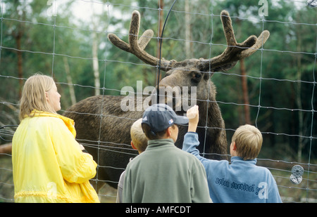 À la famille à un élan à un elk park dans le sud de la Suède Banque D'Images