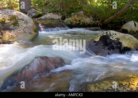 Petit affluent le long de la fourche sud de la rivière Salmon près de Yellow Pine, Idaho. Banque D'Images