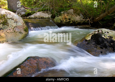 Petit affluent le long de la fourche sud de la rivière Salmon près de Yellow Pine, Idaho. Banque D'Images