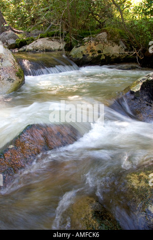 Petit affluent le long de la fourche sud de la rivière Salmon près de Yellow Pine, Idaho. Banque D'Images