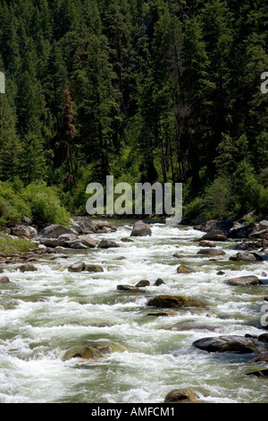 La fourche est de la fourche sud de la rivière Salmon près de Yellow Pine, Idaho. Banque D'Images