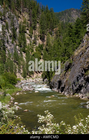 White clematis fleurs le long de la fourche est de la fourche sud de la rivière Salmon près de Yellow Pine, Idaho. Banque D'Images