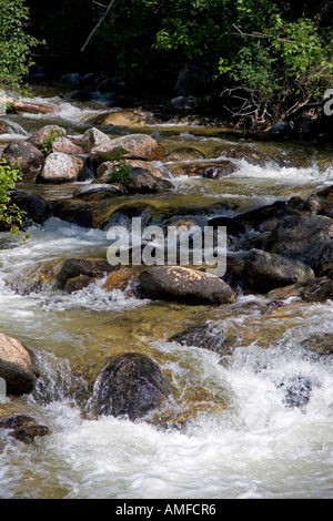 Petit affluent le long de la fourche sud de la rivière Salmon près de Yellow Pine, Idaho. Banque D'Images