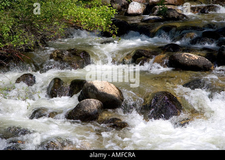 Petit affluent le long de la fourche sud de la rivière Salmon près de Yellow Pine, Idaho. Banque D'Images