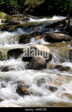 Petit affluent le long de la fourche sud de la rivière Salmon près de Yellow Pine, Idaho. Banque D'Images