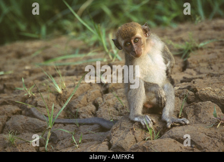 Rayer la Malaisie Bornéo macaque à longue queue Banque D'Images