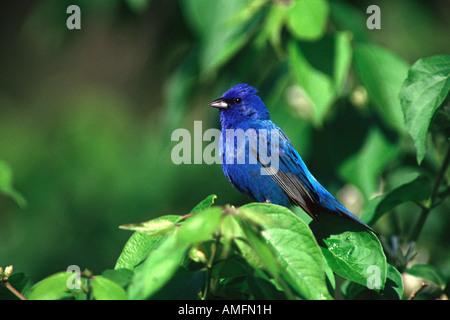 Passerin indigo perché dans bush honeysuckle Banque D'Images