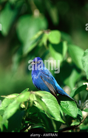 Passerin indigo perché dans bush honeysuckle - verticale Banque D'Images