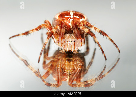 Jardin araignée araignée Araneus diadematus ou sur un miroir Banque D'Images