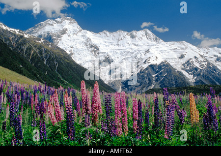 MT SEFTON, 3157 m'élève au-dessus d'un champ de fleurs de lupins dans PARC NATIONAL DU MONT COOK ile sud Nouvelle Zelande Banque D'Images