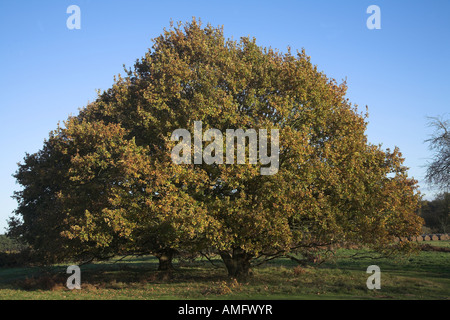 Quercus robur chêne pédonculé arbre automne Banque D'Images