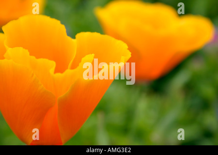 Orange Fleurs de pavot de Californie Eschscholzia ou cloches Mission plante de jardin annuel Banque D'Images