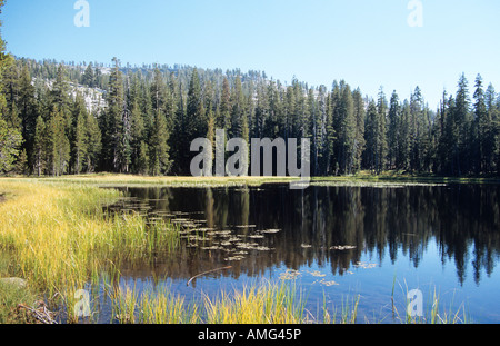 Forêt et lac, Yosemite National Park, California, USA Banque D'Images