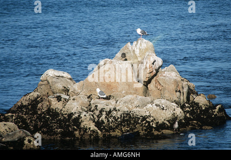 Mouettes assis sur un promontoire rocheux, au milieu du calme de la mer bleue, California, USA Banque D'Images