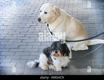 Deux chiens en attente à l'extérieur de l'atelier pour leurs propriétaires pour revenir Banque D'Images