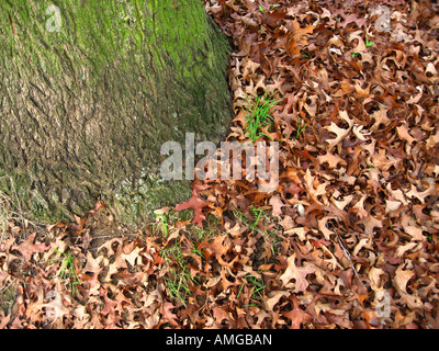 Plancher bois avec détail de la tige et les feuilles de chêne Banque D'Images