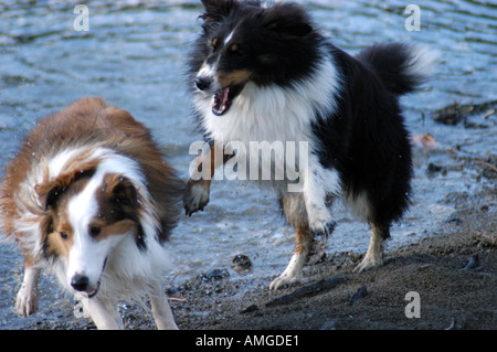 Shelties jouant sur la plage Banque D'Images