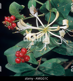Chèvrefeuille Lonicera periclymenum Flowers baies Banque D'Images
