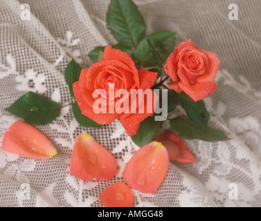 Roses rose sur la dentelle Banque D'Images