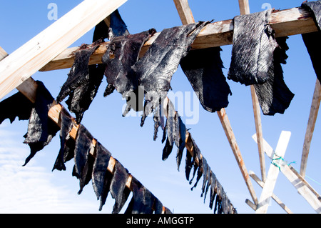 Chassé de narvals suspendus pour le séchage de la viande dans le soleil de minuit au Qeqertat Qaanaq près du fjord d'Inglefield Banque D'Images