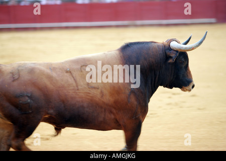 Bull fighting superbe. Banque D'Images