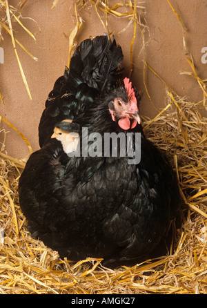 Poule Noire avec Chick sur son dos Banque D'Images