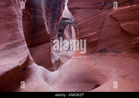 En grès narrows Peek a Boo slot canyon près de Escalante National Monument Grand Escalier en Utah USA Banque D'Images