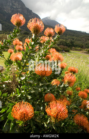 Kirstenbosch National Botanical Garden pincushion proteas avec Castle Rock en arrière-plan Banque D'Images