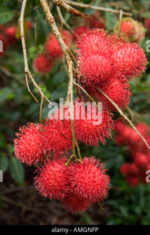 Fruits ramboutan mature sur Branch. Banque D'Images