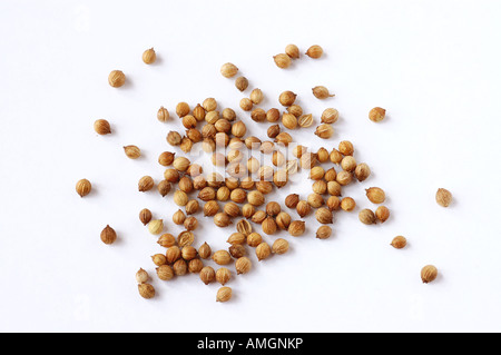 Les graines de coriandre dispersées sur un fond blanc Banque D'Images