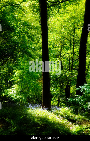 Bluebells Hyacinthoides non scripta développe à la base de l'arbre pris dans un rayon de soleil Banque D'Images