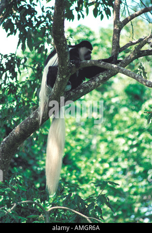 Singe Colobus noir et blanc assis dans un arbre dans la forêt de Parc National d'Arusha Tanzanie Afrique de l'Est Banque D'Images