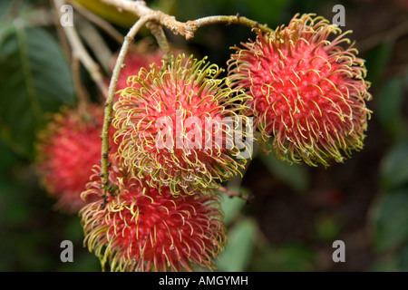 Fruits ramboutan arrivant à échéance sur la branche. Banque D'Images