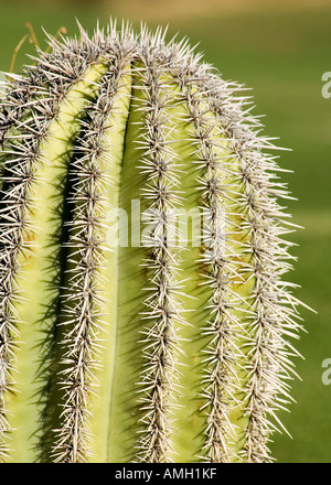 Close-up of green hérissés de cactus, désert de Sonora, Scotsdale, Phoenix, États-Unis Banque D'Images