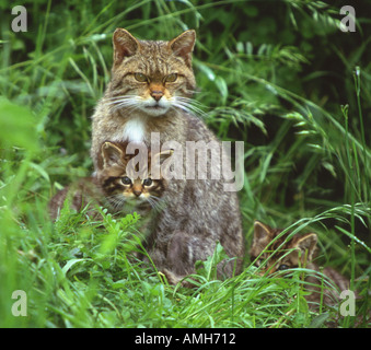 Chat sauvage Felis sylvestris mère écossaise et les chatons Banque D'Images