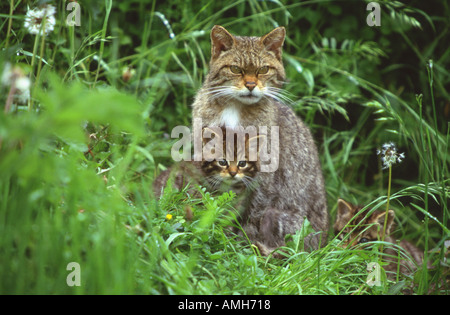 Chat sauvage Felis sylvestris mère écossaise et les chatons Banque D'Images