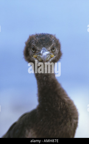 Chick Shag Phalacrocorax aristotelis Banque D'Images