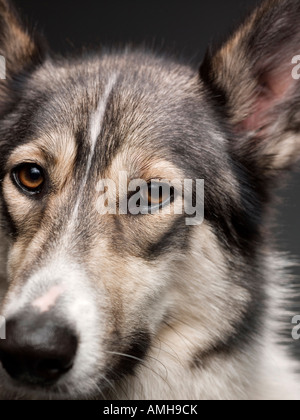 Portrait d'une alsacienne / chien de race croisée Husky Banque D'Images