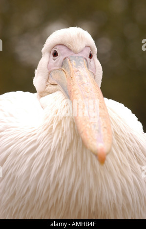 Close up de Pelican à St James's Park, Londres Banque D'Images
