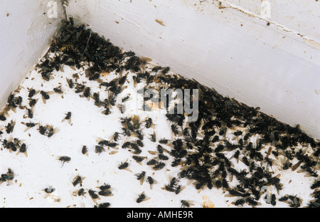 Des mouches mortes principalement les pollénies Pollenia rudis sur un rebord de fenêtre Banque D'Images