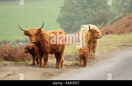 Les vaches avec des veaux Highland debout sur la route au nord du Yorkshire, UK Banque D'Images