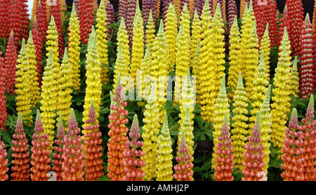 Lupinus plante herbacée annuelle vivaces frontière Banque D'Images