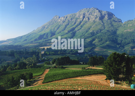 Vignes autour de Stellenbosch, qui est une ville dans la province du Cap-Occidental en Afrique du Sud Banque D'Images