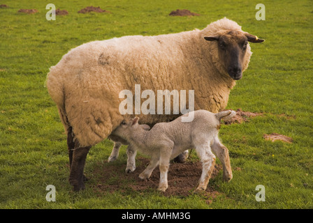 Un agneau se nourrir de sa mère. Banque D'Images