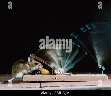 Mulot sylvestre dans l'alimentation de la souris Bois Apodemus sylvaticus piège à l'intérieur de l'Intérieur Intérieur Rattus Isolation Mur mammifère solitaire isolé Banque D'Images