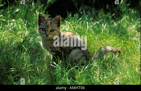 Ginger Tabby Kitten assis dans le jardin d'environ 12 semaines, Royaume-Uni Banque D'Images