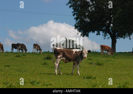 Un troupeau de veaux dans un Staffordshire, Royaume-Uni, campagne Field Banque D'Images