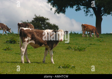 Un troupeau de veaux dans un Staffordshire, Royaume-Uni, campagne Field Banque D'Images